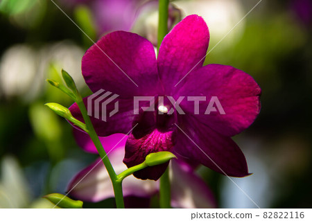 beautiful purple orchid beautiful purple orchid 82822116