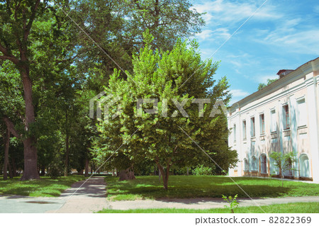 Blooming linden in a city park on a sunny day. Film grain. 82822369
