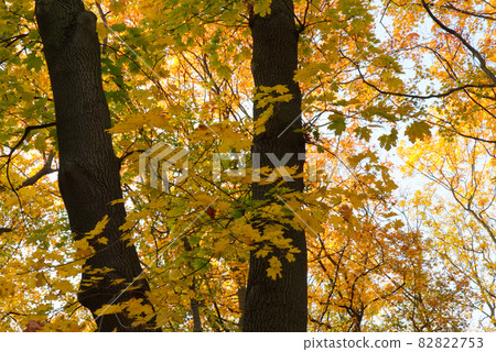 Yellow maple against the sky. Beautiful autumn tree. 82822753