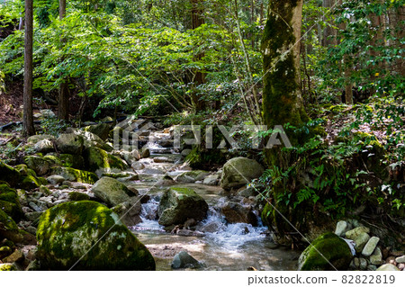 A beautiful swamp found in the country life A beautiful swamp found in the country life 82822819