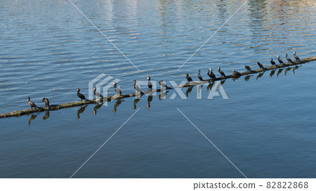 Cormorants on a log in the river. 82822868