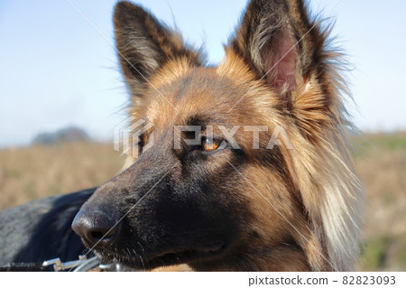 Shepherd face up 82823093