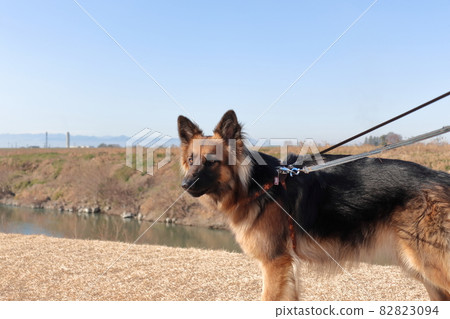 牧羊犬 牧羊犬 82823094