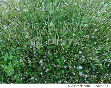 Field grass as a background. Steppe vegetation, greenery. Field grass as a background. Steppe vegetation, greenery. 82823361
