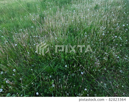 Field grass as a background. Steppe vegetation, greenery. Field grass as a background. Steppe vegetation, greenery. 82823364
