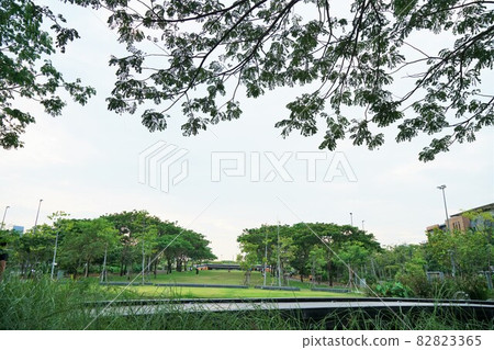 公園 花莖 100 82823365