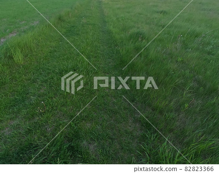 Field grass as a background. Steppe vegetation, greenery. Field grass as a background. Steppe vegetation, greenery. 82823366
