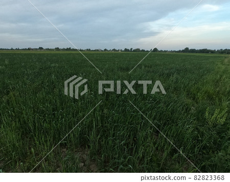 Field grasses sway in the wind in the evening. Twilight in the field. Scenery. Field grasses sway in the wind in the evening. Twilight in the field. Scenery. 82823368