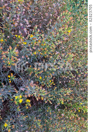 wildflowers, lush vegetation, bunches of wildflowers, plants as a background wildflowers, lush vegetation, bunches of wildflowers, plants as a background 82823705