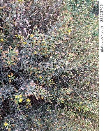 wildflowers, lush vegetation, bunches of wildflowers, plants as a background wildflowers, lush vegetation, bunches of wildflowers, plants as a background 82823706