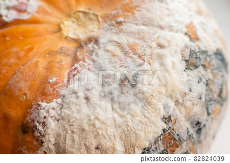 Close-up of a spoiled pumpkin in mold 82824039