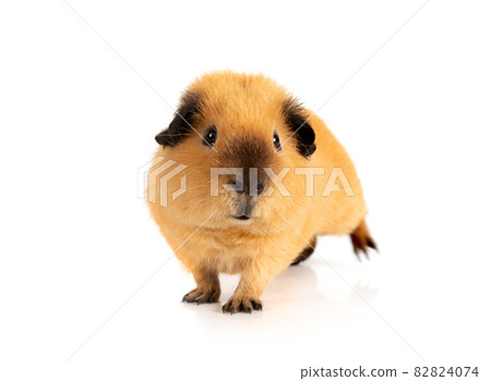 Cutie red guinea pig over white 82824074