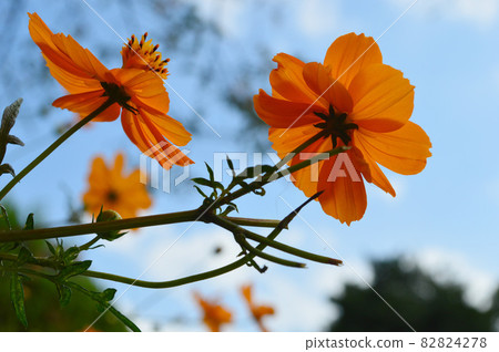 Kibana cosmos on the Kamogawa river in autumn is pretty and cute 82824278
