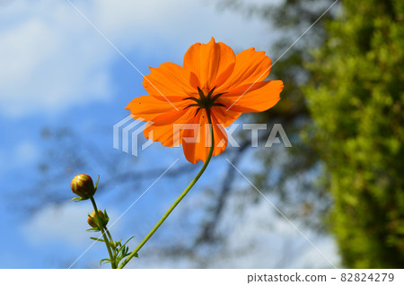 Kibana cosmos on the Kamogawa river in autumn is refreshing and beautiful 82824279