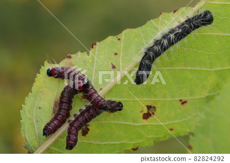 Larva of Monrochuschatikojo 82824292