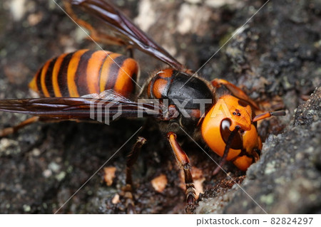 Giant hornet licking sap 82824297