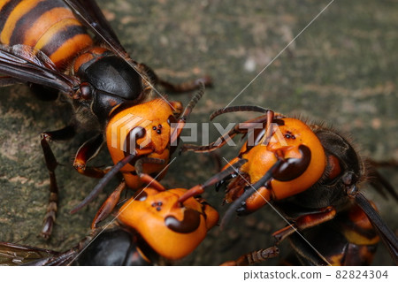 Giant hornet exchanging nutrition 82824304