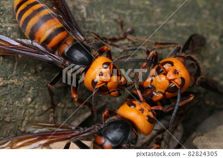 Giant hornet exchanging nutrition Giant hornet exchanging nutrition 82824305
