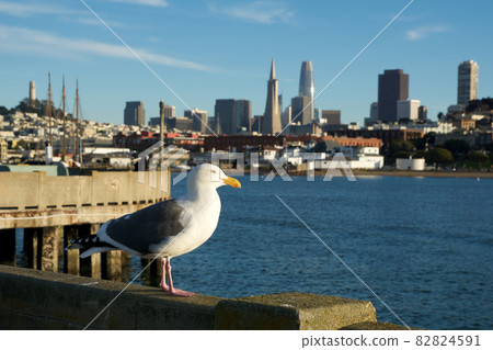 SAN FRANCISCO, CALIFORNIA, UNITED STATES - NOV 25th, 2018: Seagull in close up with the skyline of San Francisco in background SAN FRANCISCO, CALIFORNIA, UNITED STATES - NOV 25th, 2018: Seagull in close up with the skyline of San Francisco in background 82824591