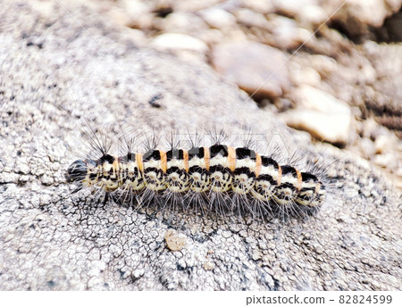 Single hairy caterpillar larva crawling on ground Single hairy caterpillar larva crawling on ground 82824599