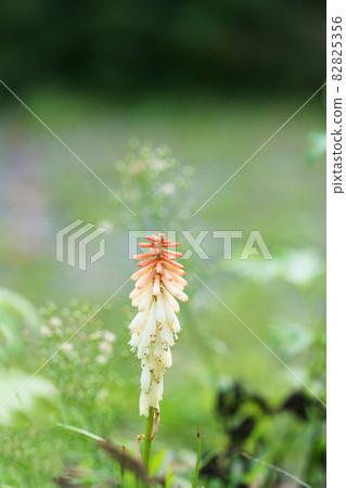 Tritoma flower plant 82825356