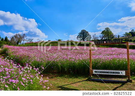 Listed plateau in autumn, Cosmos 82825522
