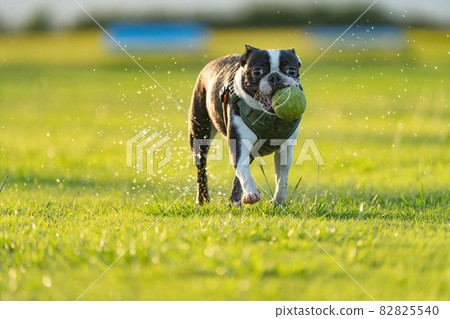 Boston Terrier running with a ball 82825540