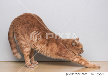 A red cat arching its back. Cat pose. Warm-up. A red cat arching its back. Cat pose. Warm-up. 82825596