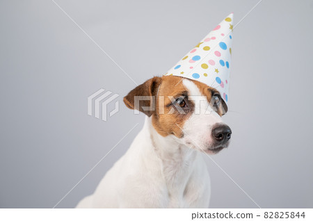 Dog in a birthday hat on a white background. Jack russell terrier is celebrating an anniversary 82825844
