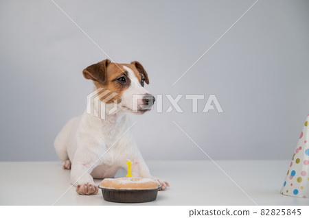 A cute dog in a festive cap sits in front of a cake with a burning candle number one. Jack russell terrier is celebrating his birthday 82825845
