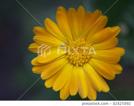 Orange calendula flower, top view. A little spider on a flower. 82825892