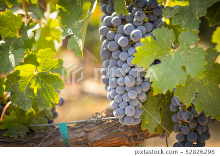 Beautiful Lush Wine Grape Bushels In The Vineyard Beautiful Lush Wine Grape Bushels In The Vineyard 82826298
