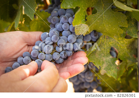 Female Farmer Hands Holding Bunch of Ripe Wine Grapes In The Vineyard. Female Farmer Hands Holding Bunch of Ripe Wine Grapes In The Vineyard. 82826301
