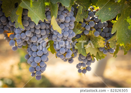Beautiful Lush Wine Grape Bushels In The Vineyard Beautiful Lush Wine Grape Bushels In The Vineyard 82826305