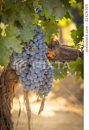 Beautiful Lush Wine Grape Bushels In The Vineyard Beautiful Lush Wine Grape Bushels In The Vineyard 82826309