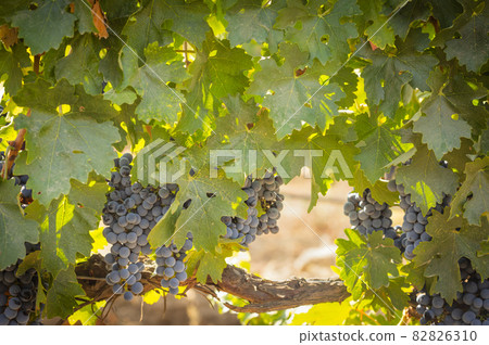 Beautiful Lush Wine Grape Bushels In The Vineyard 82826310