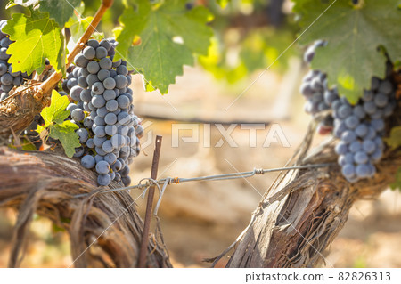 Beautiful Lush Wine Grape Bushels In The Vineyard 82826313