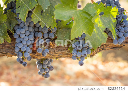 Beautiful Lush Wine Grape Bushels In The Vineyard 82826314