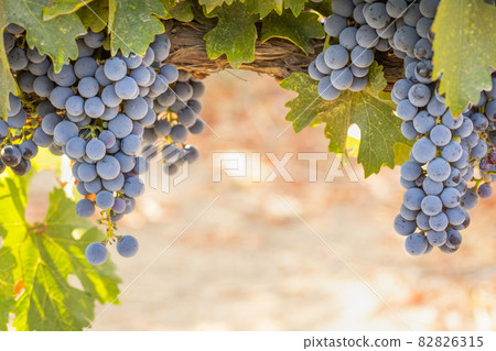 Beautiful Lush Wine Grape Bushels In The Vineyard 82826315