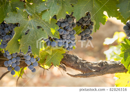 Beautiful Lush Wine Grape Bushels In The Vineyard 82826316