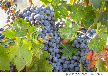 Beautiful Lush Wine Grape Bushels In The Vineyard 82826318
