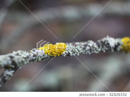 Lichen on tree branch in wild forest Lichen on tree branch in wild forest 82826332