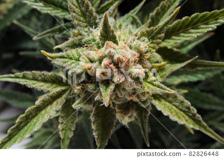 Cannabis blooming flower close-up. Marijuana bush with big buds. Cannabis blooming flower close-up. Marijuana bush with big buds. 82826448