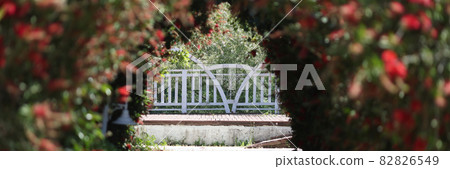 Pedestrian road going in middle of flower avenue of roses background Pedestrian road going in middle of flower avenue of roses background 82826549