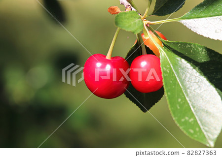 A cluster of sour cherries hanging on a tree branch A cluster of sour cherries hanging on a tree branch 82827363