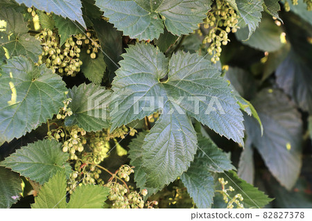 View of hop buds and leaves on a vine View of hop buds and leaves on a vine 82827378