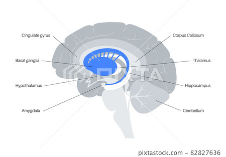 Basal ganglia anatomy 82827636