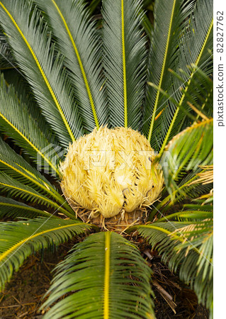 Kagoshima Prefecture Amami Park Ichimura no Mori Cycad Flower 82827762