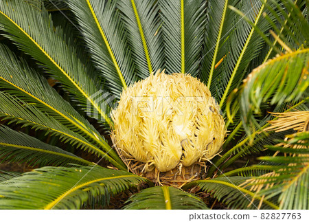 Kagoshima Prefecture Amami Park Ichimura no Mori Cycad Flower Kagoshima Prefecture Amami Park Ichimura no Mori Cycad Flower 82827763