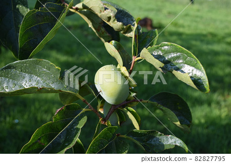 Blue persimmon that has begun to grow Shonai persimmon Blue persimmon that has begun to grow Shonai persimmon 82827795